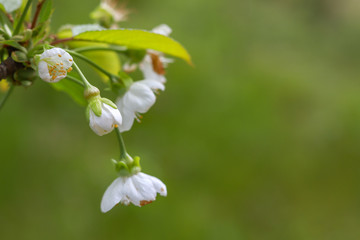 Fototapeta premium Beautiful and Cute white Cherry Blossoms. Wallpaper Background, Soft Focus