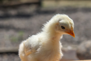 Close up of little chicken on green or natural background.