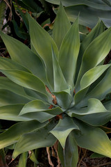 Fototapeta na wymiar green exotic cactus plant in closeup creating an interesting background