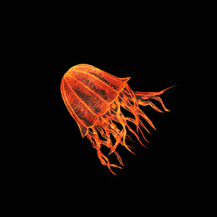 jellyfish bright, fiery, acid-colored inhabitants of the seas and oceans