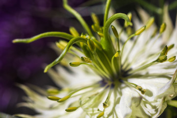 Close up on a Nigella flower with petals, pistils with pollen