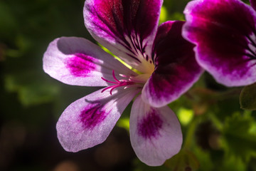 Close up on a pink geranium flower with petals, pistils with pollen