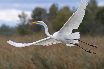 Great Egret in Flight