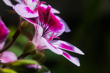 Close up on a pink geranium flower with petals, pistils with pollen