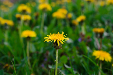 Yellow Kulbaba. Spring Flower. Dandelion
