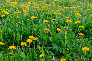Yellow Kulbaba. Spring Flower. Dandelion