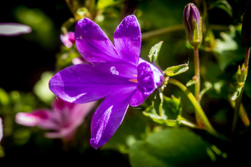 Close up on a purple campanula flower with petals, pistils with pollen
