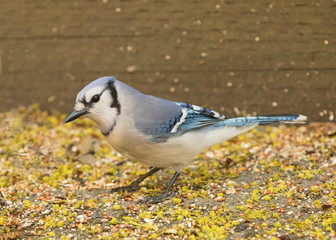 Blue Jays: Colorful Backyard Songbirds