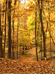 autumn in the woods