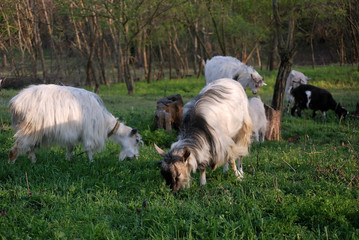 Obraz premium Domestic goat eats grass