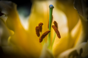 Close up on a yellow lily flower (lilium)