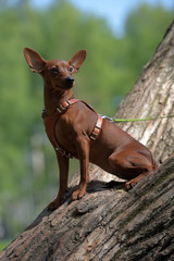 Miniature pinscher with uncut ears in the park