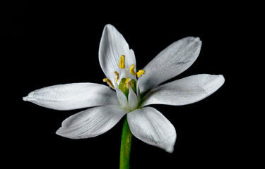 Flower  RealPhoto black background High definition