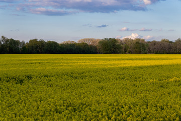 Obraz premium rapeseed field blue sky with clouds sunny weather