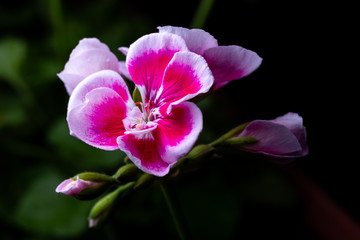 Fototapeta na wymiar Pink geranium flower on black background