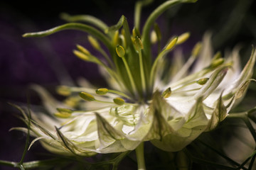 Fototapeta na wymiar Close up on a Nigella flower with petals, pistils with pollen