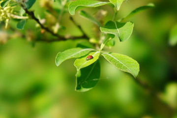 green leaves on a branch