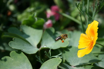 Bine im Flug mit Pollen