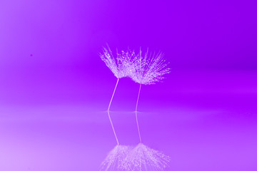 Dandelion  Waterdrops Reflection