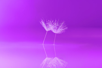 Dandelion  Waterdrops Reflection
