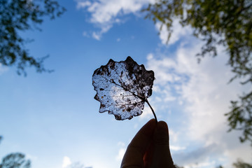 dry rotten leaf in hand on sky background