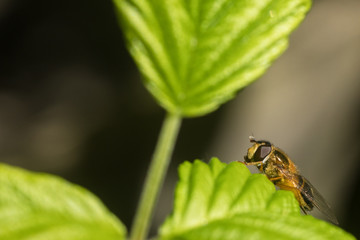 Close up on a fly or a bee resting on a green leaf with pollen bag on its leg