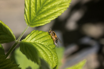 Close up on a fly or a bee resting on a green leaf with pollen bag on its leg