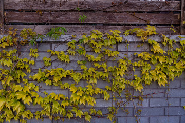 wild grapes with yellow leaves curl along the concrete wall in early spring