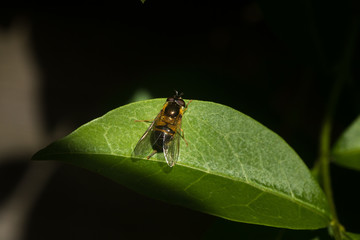 Close up on a fly or a bee resting on a green leaf with pollen bag on its leg