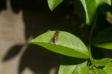 Close up on a fly or a bee resting on a green leaf with pollen bag on its leg