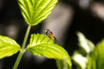 Close up on a fly or a bee resting on a green leaf with pollen bag on its leg