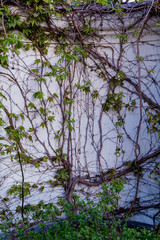 wild grapes curl along the wall