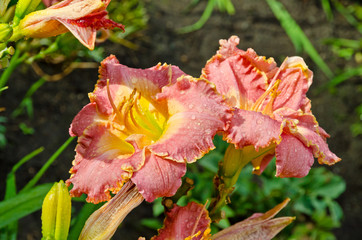 daylily
