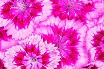 Purple floral background. Turkish carnation close-up. Multi-colored flower - purple, pink and white.