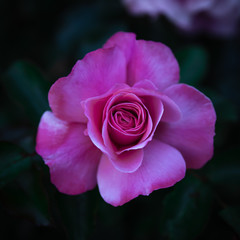 Very close up view of a pink rose with detail of the petals