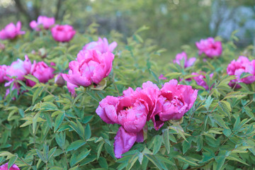 very beautiful flowering tree peony, peony flower, peony on a bush