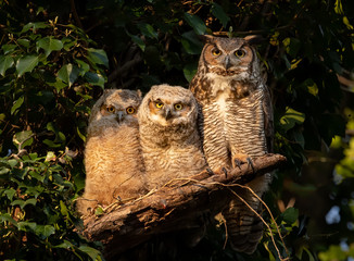 Great Horned Owl Family 