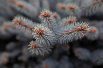close up of pine needles and small cones