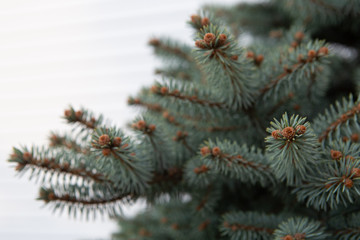 fir tree branches with cones  against the white wall
