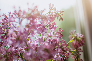 Naklejka premium blossoming spring lilac flowers in bright sunny daylight