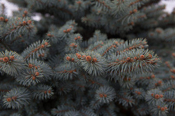 Naklejka na ściany i meble branches of a pine with cones