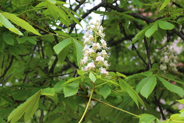
Chestnuts bloomed with beautiful white candles in spring