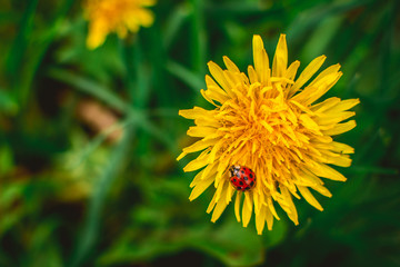 red ladybug on a yellow dandelion on a background of green grass