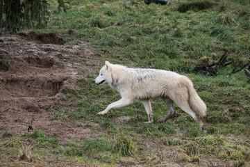 Obraz premium white wolf in the woods