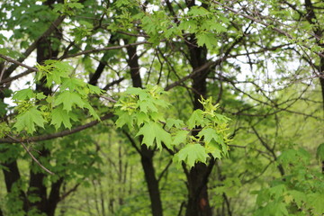 
Seeds ripen on a maple tree