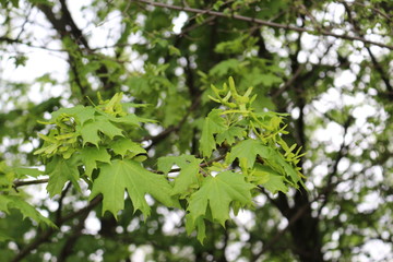 Obraz premium Seeds ripen on a maple tree