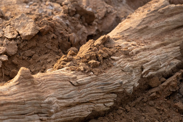 dry bark of a tree
