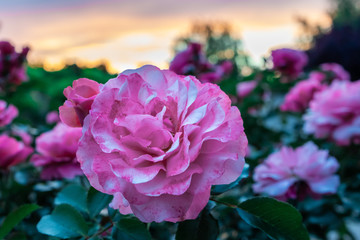 Close-up on a rose and a rosebush with a sunset in the background