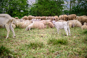 Obraz na płótnie Canvas Sheep and goats
