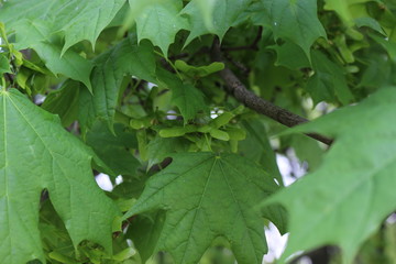 Fototapeta premium Seeds ripen on a maple tree